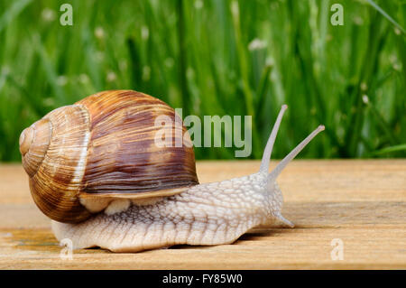 Makro-Schnecke von Burgund (Helix Pomatia) Ansicht des Profils auf Holzbrett Stockfoto