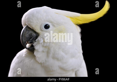 Profilbildnis von Schwefel crested Kakadu (Cacatua Galerita) auf schwarzem Hintergrund Stockfoto