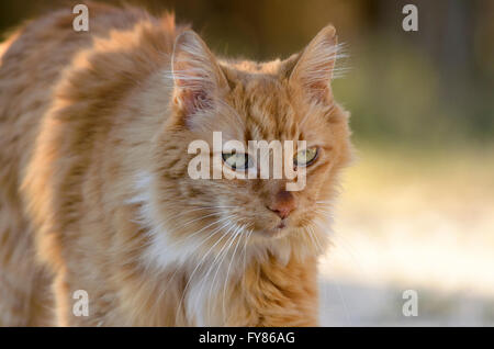 Nahaufnahme des orange-weiße Katze walking im Freien. Stockfoto