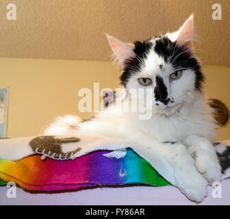 Black And White Cat Handauflegen Regenbogen farbige Decke nach unten in die Kamera. Stockfoto