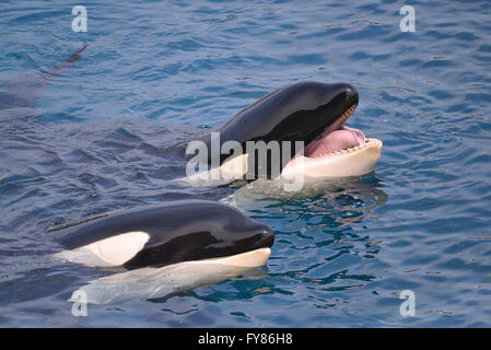 Nahaufnahme von zwei Schwertwale (Orcinus Orca) Mund im blauen Wasser zu öffnen Stockfoto