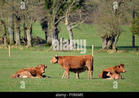 Braune Kühe und Kalb Spanferkel in eine Prärie, Departement Sarthe in Frankreich Stockfoto