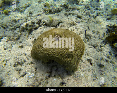 Coral Reef schnorcheln Abenteuer am Deadman Reef Freeport Bahamas - Hirnkoralle Stockfoto