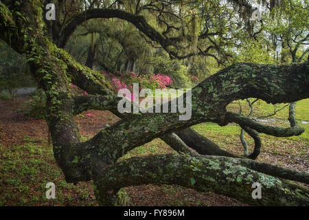 Majestätischen moosbewachsenen Eichen und Azaleen Magnolia Plantation and Gardens in Charleston, South Carolina Stockfoto