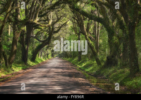 Eichen gesäumten Botany Bay Road auf Edisto Island in South Carolina Stockfoto