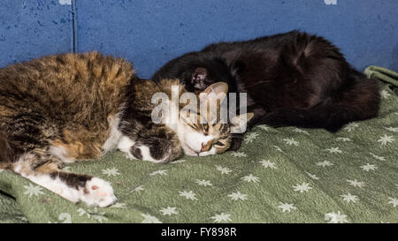 Zwei Katzen schlafen Stockfoto