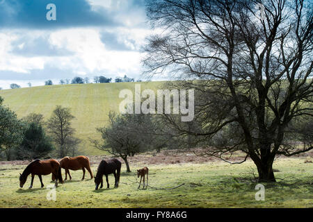 Ein Neugeborenes Frühjahr Fohlen auf den Quantocks in der Nähe von Crowcombe, Somerset UK Stockfoto