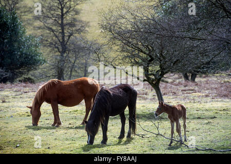 Ein Neugeborenes Frühjahr Fohlen auf den Quantocks in der Nähe von Crowcombe, Somerset UK Stockfoto