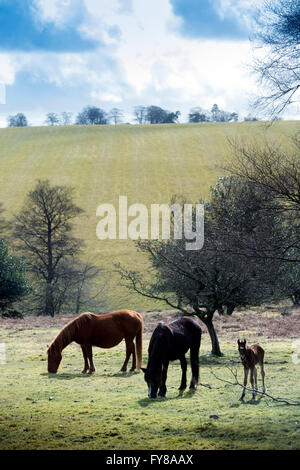 Ein Neugeborenes Frühjahr Fohlen auf den Quantocks in der Nähe von Crowcombe, Somerset UK Stockfoto