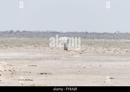 'Ghost' Bullenelefant, wegen der Weißheit des Tones, der als Sonnenschutzmittel verwendet wird, Etosha National Park, Namibia Stockfoto