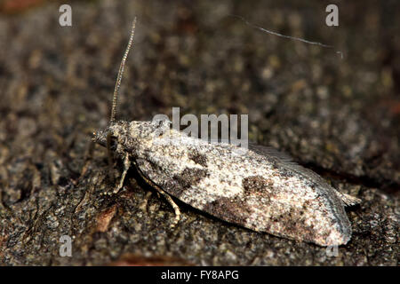 Graue Tortrix (Cnephasia Stephensiana) Mikro Motte im Profil. Kleine britische Insekt in der Familie Tortricidae, Lepidoptera Stockfoto