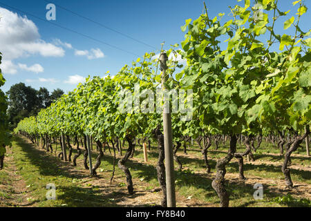 UK, Kent, Smallhythe, Kapelle, Weinberg, Reben wachsen zu britischen Sekt Stockfoto