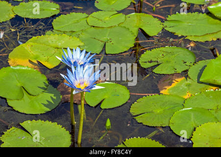 Zwei blassen blauen und gelben Lotusblüten im Seerosenteich mit Reflexionen Stockfoto