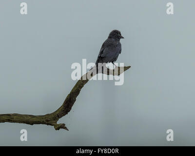 Dohle (Corvus Monedula) Zweig Silhouette gegen grauen Himmelshintergrund. Stockfoto