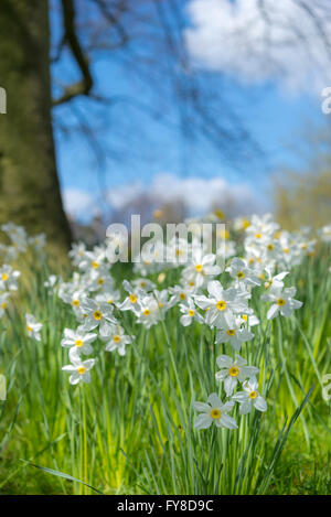 Einzelne weiße Narzissen blühen unter Bäumen in hellen Frühlingssonne. Eine wunderschöne Bild von Frühjahr Farbe und Licht. Stockfoto