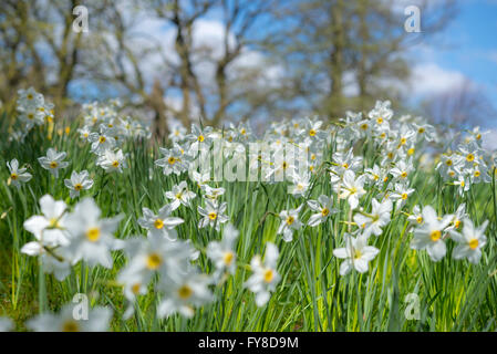 Einzelne weiße Narzissen blühen unter Bäumen in hellen Frühlingssonne. Eine wunderschöne Bild von Frühjahr Farbe und Licht. Stockfoto