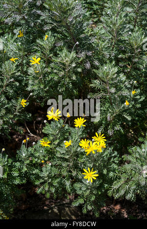 Euryops Actinobakterien (goldene Gänseblümchen Bush, grauhaarige Euryops). Eine zarte strauchige Pflanze mit silbrig-grauen Blättern und gelben Blüten Stockfoto