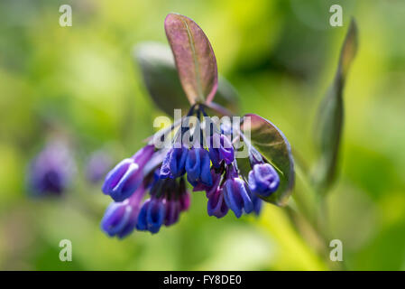 Mertensia Virginica mit blauen Blüten im Frühjahr. Stockfoto