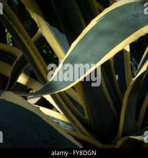 Eine bunte Agave-Pflanze mit fetten, breiten Blättern, die in gelb umrandet. Stockfoto