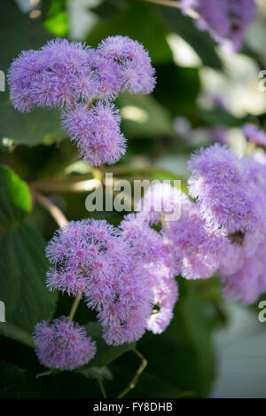 Eine großen strauchige Arten von Ageratum mit blass lila Blüten, wächst in Gewächshäusern im Sheffield Botanical Garden. Stockfoto