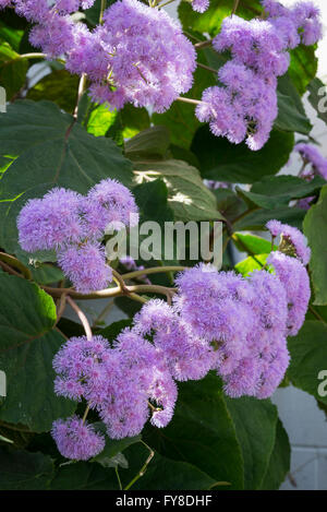 Eine großen strauchige Arten von Ageratum mit blass lila Blüten, wächst in Gewächshäusern im Sheffield Botanical Garden. Stockfoto