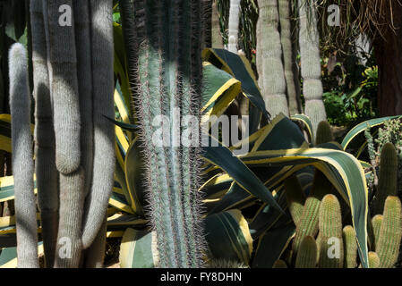 Vielzahl von Kakteen und Sukkulenten in den Gewächshäusern in Sheffield Botanical Gardens, Yorkshire, England. Stockfoto