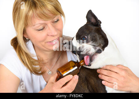 Boston Terrier Hund beim Tierarzt Stockfoto