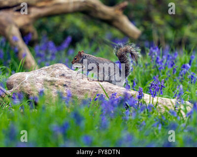 Grau-Eichhörnchen (Sciurus Carolinensis) auf Nahrungssuche in natürlichen Wäldern Umgebung auf verfallenen Log, umgeben von Frühling blauen Glocken. Stockfoto