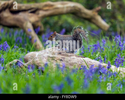 Grau-Eichhörnchen (Sciurus Carolinensis) auf Nahrungssuche in natürlichen Wäldern Umgebung auf verfallenen Log, umgeben von Frühling blauen Glocken. Stockfoto