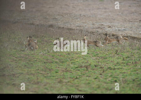 Eine fuhr der braunen Hasen - Lepus Europaeus jagen einander während der Balz. Frühling. UK Stockfoto