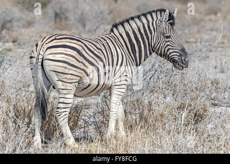 Plain's Zebra, Burchell's Race, Essen, Etosha National Park, Namibia Stockfoto