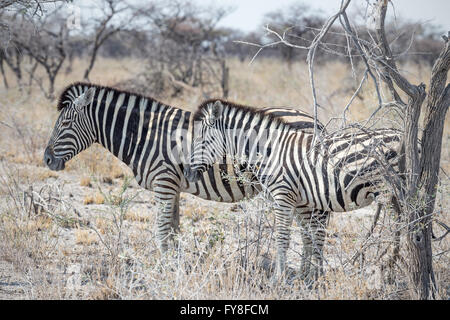 Stute und Fohlen, Plain's Zebra, Burchell's Race, Etosha National Park, Namibia Stockfoto