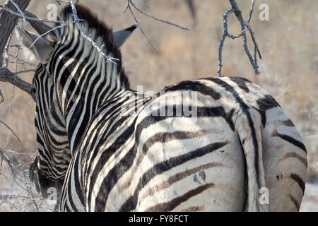 Plain's Zebra, Burchells Rasse, im Schatten stehend, Etosha National Park, Namibia Stockfoto