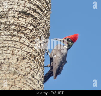 Männliche Helmspecht auf einem Baum Stockfoto