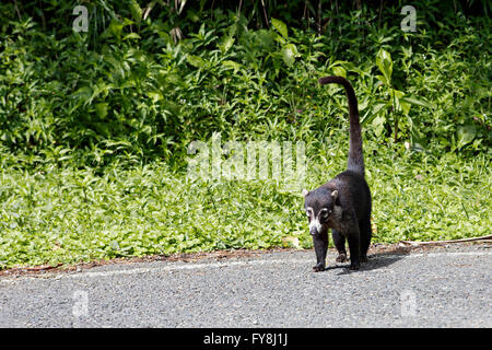 Sehr süße weiße Nase Nasenbär (Costa Rica) Stockfoto