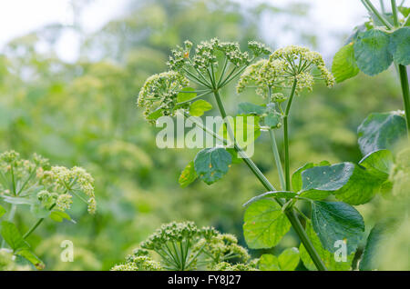 Alexanders (Smyrnium Olusatrum) Pflanzen in Blüte. Stechende Pflanze in der Familie Apiaceae, mit blass grün-weißen Blüten Stockfoto