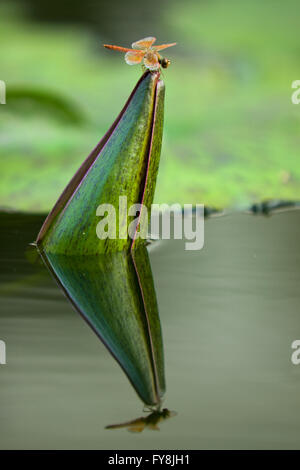 Eine Libelle Barsch auf der Spitze eines Lotus mit ihren Reflexionen über das Oberflächenwasser Stockfoto