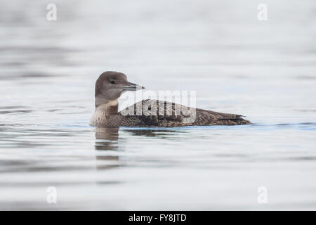 Nahaufnahme von einem gemeinsamen Loon (Gavia Immer) auch bekannt als die große nördliche Taucher oder großen nördlichen Loon Jagd und Verzehr von Krebsen Stockfoto