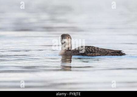 Nahaufnahme von einem gemeinsamen Loon (Gavia Immer) auch bekannt als die große nördliche Taucher oder großen nördlichen Loon Jagd und Verzehr von Krebsen Stockfoto