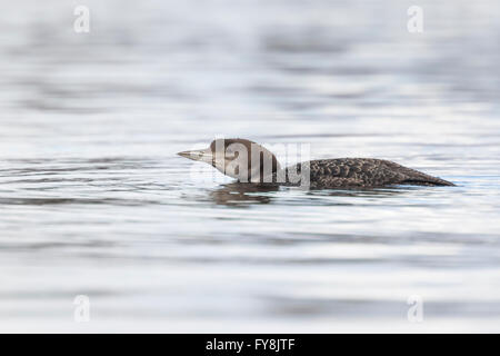 Nahaufnahme von einem gemeinsamen Loon (Gavia Immer) auch bekannt als die große nördliche Taucher oder großen nördlichen Loon Jagd und Verzehr von Krebsen Stockfoto