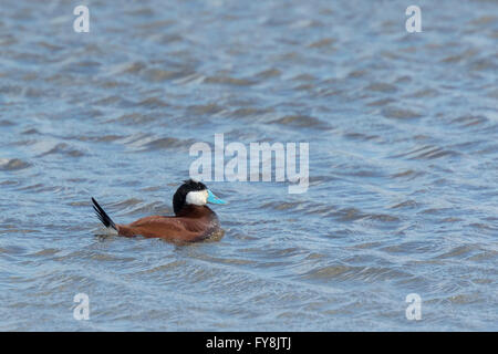 Ruddy Ente, Oxyura Jamaicensis, schwimmen auf der Wasseroberfläche des Sees an einem sonnigen Tag im Frühling Stockfoto