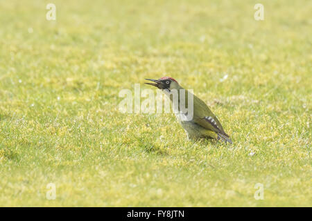 Männlichen und weiblichen europäischen Grünspechte (Picus Viridis) auf Nahrungssuche auf einer grünen Wiese, auf der Suche nach Insekten auf der Wiese. Stockfoto