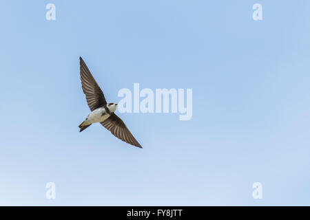 Sand Martin Riparia Riparia, auch bekannt als Bank Schwalbe im Flug, schweben in den Himmel auf der Suche nach Beute. Stockfoto