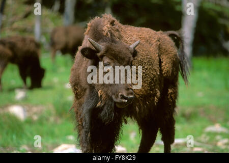 Kalb des amerikanischen Bisons (Bison Bison), Yellowstone-Nationalpark, Wyoming, Usa, Nordamerika Stockfoto