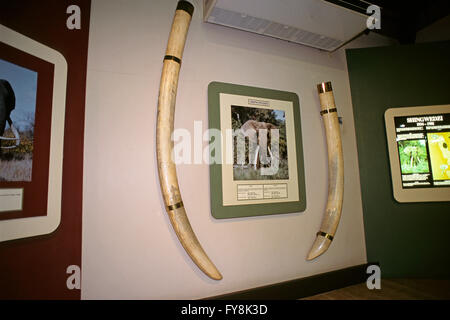 Riesige Stoßzähne afrikanischer Elefanten (Loxodonta africana) im Elephant Museum im Letaba Rest Camp, Kruger National Park, Südafrika Stockfoto