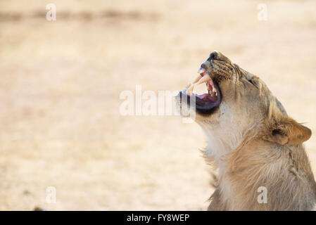 Namibia, Etosha Nationalpark, junger Löwe brüllt Stockfoto