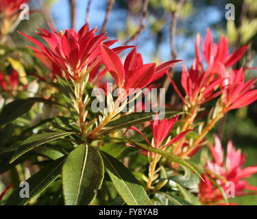 Frische neue Frühling Wachstum von Pieris Japonica, auch bekannt als Flamme des Waldes oder Lilly des Werks Tal. Stockfoto