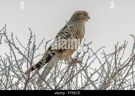 Greater Kestrel, Falco rupicoloides oder Weißäugiger Turmfalken, Etosha National Park, Namibia Stockfoto