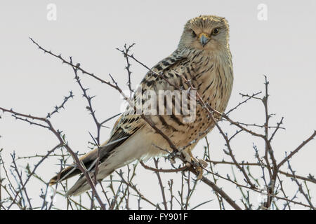 Greater Kestrel, Falco rupicoloides oder Weißäugiger Turmfalken, Etosha National Park, Namibia Stockfoto