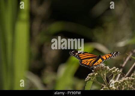 Orange Monarchfalter schließen, Reserva Nacional Santa Elena, Costa Rica Stockfoto